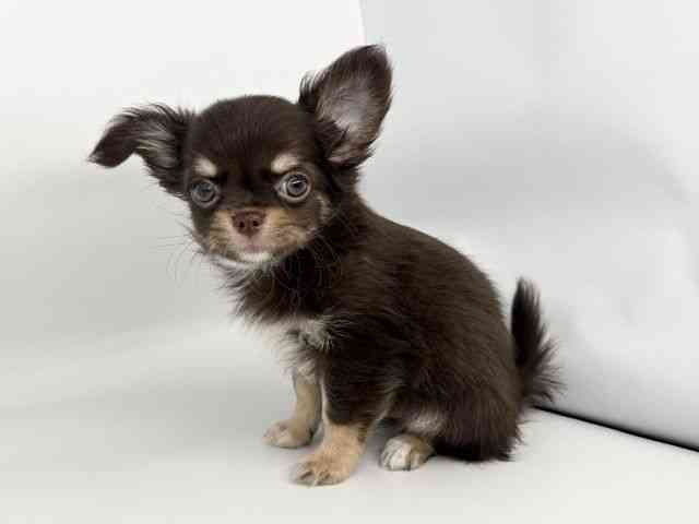 徳島県のチワワ(ロング) (ひごペットフレンドリーゆめタウン徳島店/2025年9月28日生まれ/男の子/チョコレートクリーム)の子犬の2枚目の画像