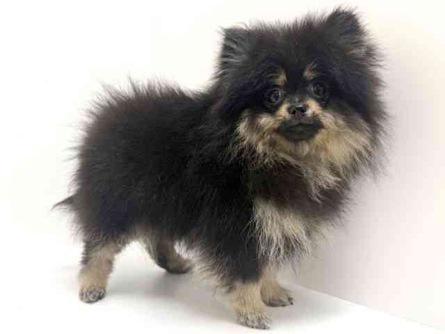 大阪府のポメラニアン (ひごペットフレンドリーくずはモール店/2025年9月28日生まれ/女の子/ブラックタン)の子犬の2枚目の画像