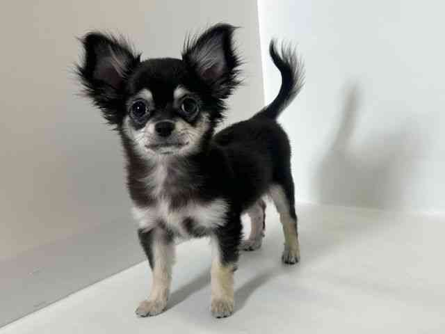 大阪府のチワワ(ロング) (ひごペットフレンドリーアクロスプラザ住之江店/2025年9月26日生まれ/女の子/ブラックタン)の子犬の2枚目の画像