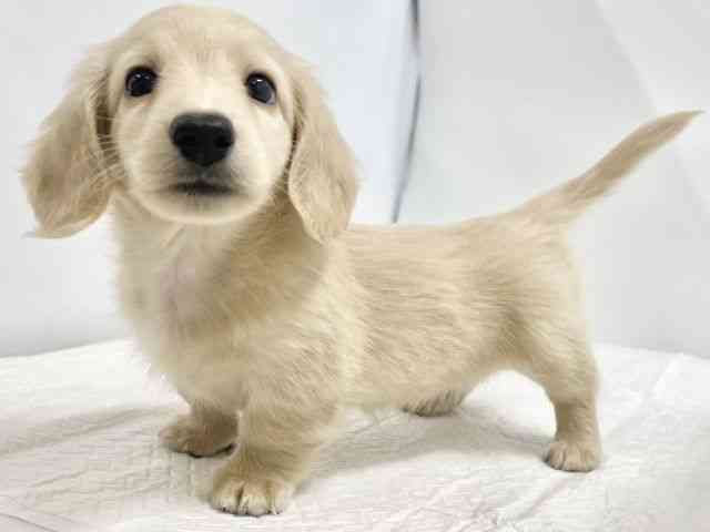 高知県のミニチュアダックスフンド(ロング) (ひごペットフレンドリーイオンモール高知店/2025年9月24日生まれ/男の子/イエロー)の子犬の2枚目の画像