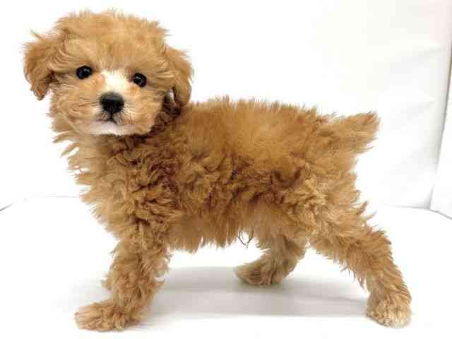 大阪府のトイプードル(トイ) (ひごペットフレンドリーイオンタウン茨木太田店/2025年9月28日生まれ/男の子/オレンジフォーン)の子犬の2枚目の画像