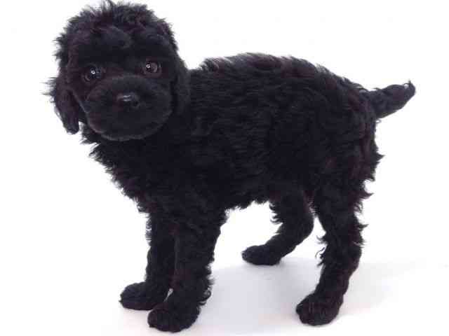 大阪府のトイプードル(トイ) (ひごペットフレンドリーいこらもーる泉佐野店/2025年9月28日生まれ/女の子/ブラック)の子犬の2枚目の画像