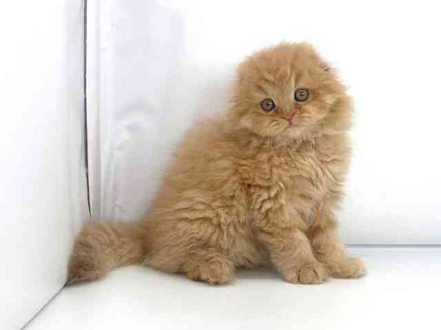 大阪府のスコティッシュフォールド (ひごペットフレンドリーららぽーとEXPOCITY店/2025年9月23日生まれ/女の子/レッドタビー)の子猫の2枚目の画像