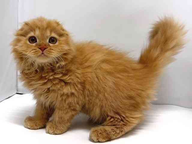 奈良県のスコティッシュフォールド (ひごペットフレンドリー奈良パワーシティ店/2025年9月23日生まれ/女の子/レッドタビー)の子猫の2枚目の画像