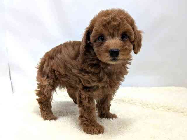 広島県のトイプードル(トイ) (ひごペットフレンドリーゆめタウン廿日市店/2025年9月28日生まれ/男の子/レッド)の子犬の2枚目の画像