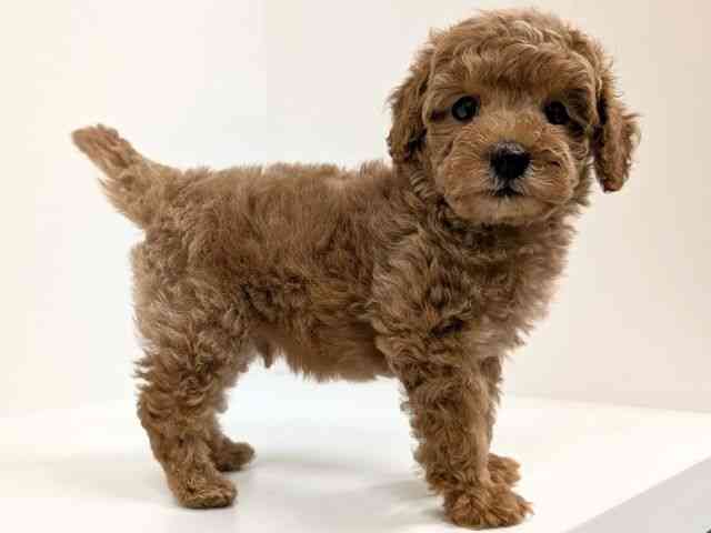 福岡県のトイプードル(トイ) (ひごペットフレンドリーリバーウォーク北九州店/2025年9月26日生まれ/男の子/レッド)の子犬の2枚目の画像