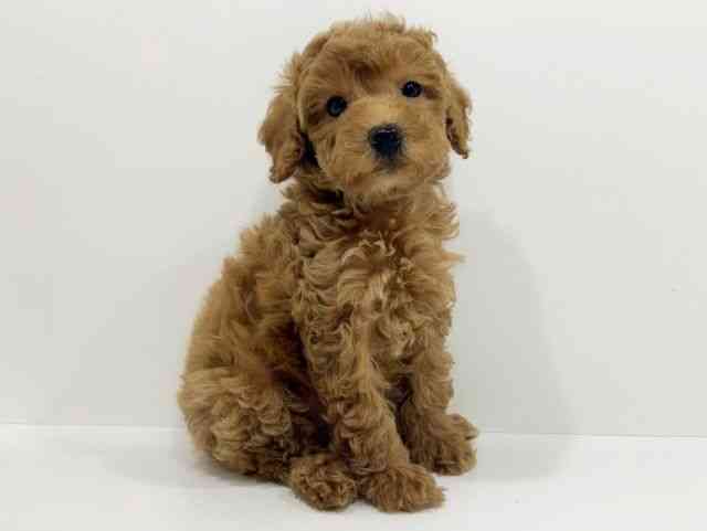 広島県のトイプードル(トイ) (ひごペットフレンドリーフジグラン神辺店/2025年9月26日生まれ/男の子/レッド)の子犬の2枚目の画像