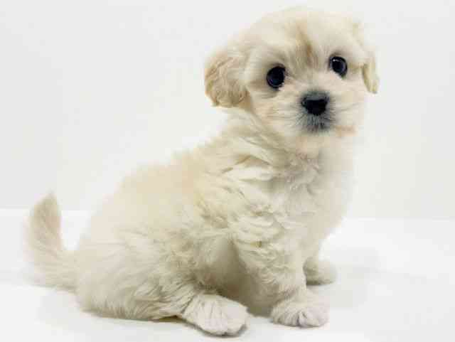 広島県のハーフ犬・ミックス犬 (ひごペットフレンドリーフジグラン神辺店/2025年9月26日生まれ/女の子/ホワイト)の子犬の2枚目の画像