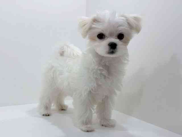 広島県のハーフ犬・ミックス犬 (ひごペットフレンドリーフジグラン神辺店/2025年9月26日生まれ/女の子/ホワイト)の子犬の2枚目の画像