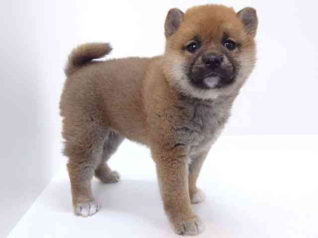 大阪府の柴犬(標準サイズ) (ひごペットフレンドリーいこらもーる泉佐野店/2025年9月27日生まれ/女の子/赤)の子犬の2枚目の画像