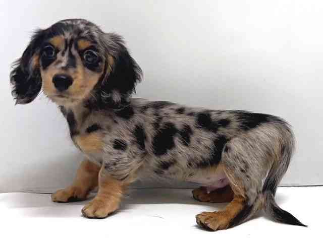 奈良県のミニチュアダックスフンド(ロング) (ひごペットフレンドリー奈良パワーシティ店/2025年9月27日生まれ/男の子/シルバーダップル)の子犬の2枚目の画像