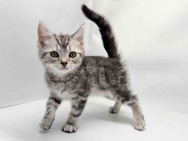 京都府のスコティッシュフォールド (ひごペットフレンドリー洛北阪急スクエア店/2025年9月7日生まれ/男の子/シルバータビー)の子猫の2枚目の画像