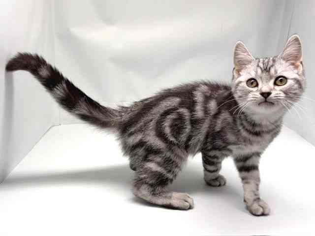 京都府のスコティッシュフォールド (ひごペットフレンドリー洛北阪急スクエア店/2025年9月7日生まれ/男の子/シルバータビー)の子猫の2枚目の画像