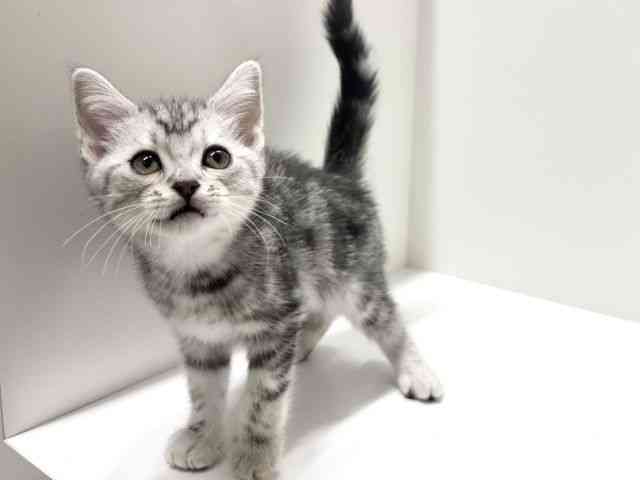 愛知県のスコティッシュフォールド (ひごペットフレンドリーららぽーと名古屋みなとアクルス店/2025年9月7日生まれ/男の子/シルバータビー)の子猫の2枚目の画像