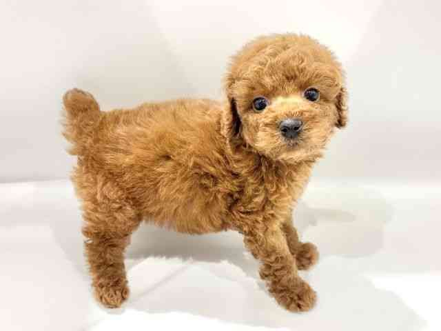 大阪府のトイプードル(トイ) (ひごペットフレンドリーイオンタウン豊中庄内店/2025年9月27日生まれ/男の子/レッド)の子犬の2枚目の画像