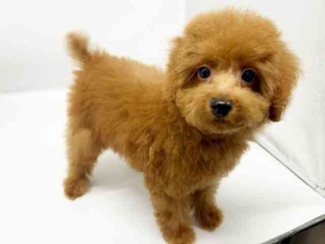 大阪府のトイプードル(トイ) (ひごペットフレンドリーイオンタウン豊中庄内店/2025年9月27日生まれ/男の子/レッド)の子犬の2枚目の画像