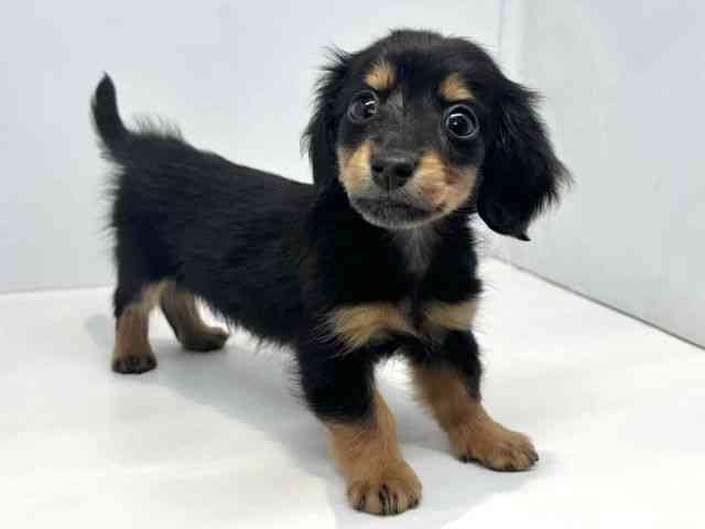 大阪府のカニンヘンダックスフンド(ロング) (ひごペットフレンドリーセブンパーク天美店/2025年9月27日生まれ/男の子/ブラックタン)の子犬の2枚目の画像