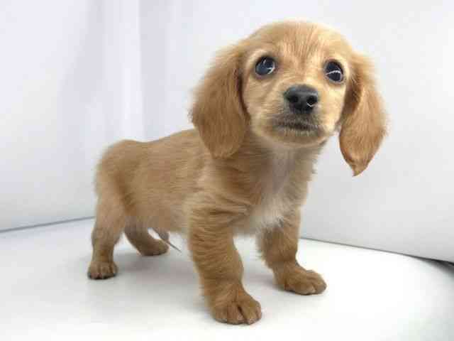 兵庫県のカニンヘンダックスフンド(ロング) (ひごペットフレンドリーイオンタウン加古川店/2025年9月27日生まれ/男の子/ゴールド)の子犬の2枚目の画像