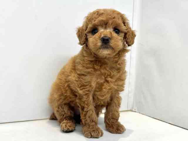 大阪府のトイプードル(トイ) (ひごペットフレンドリーセブンパーク天美店/2025年9月25日生まれ/女の子/レッド)の子犬の2枚目の画像