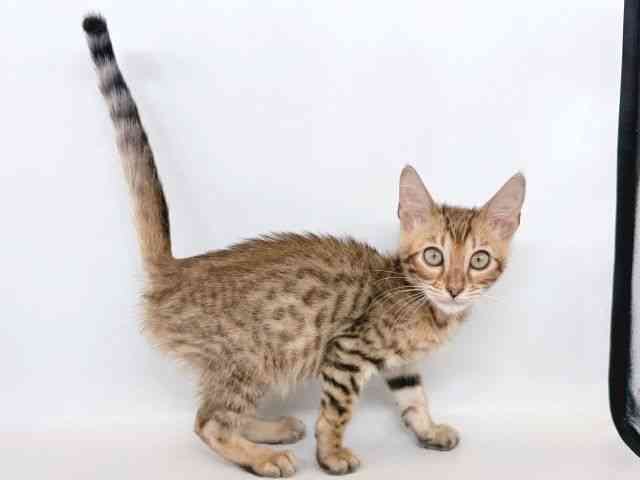 大阪府のベンガル (ひごペットフレンドリー瓜破店/2025年9月24日生まれ/男の子/ブラウンスポットタビー)の子猫の2枚目の画像