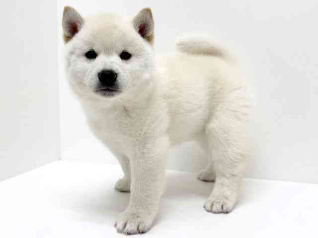 大阪府の柴犬(標準サイズ) (ひごペットフレンドリーくずはモール店/2025年9月28日生まれ/男の子/白)の子犬の2枚目の画像