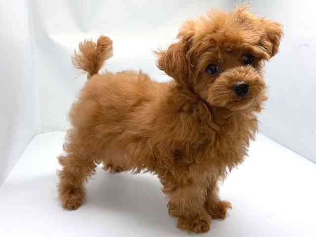 京都府のトイプードル(トイ) (ひごペットフレンドリー洛北阪急スクエア店/2025年9月25日生まれ/女の子/レッドフォーン)の子犬の2枚目の画像