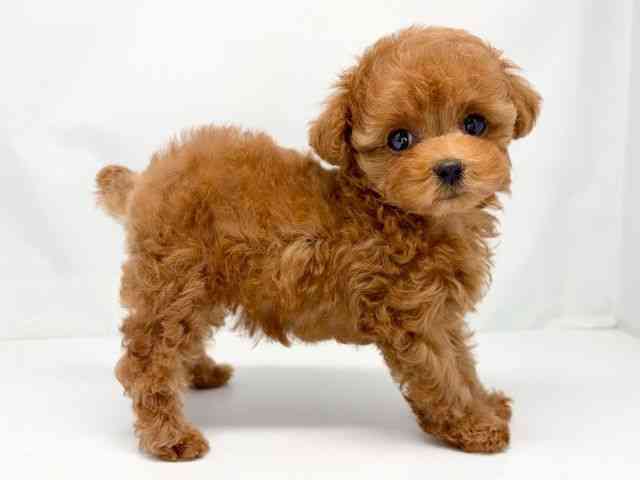 京都府のトイプードル(トイ) (ひごペットフレンドリー洛北阪急スクエア店/2025年9月25日生まれ/女の子/レッドフォーン)の子犬の2枚目の画像