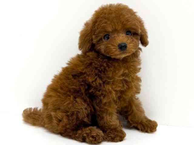 大阪府のトイプードル(トイ) (ひごペットフレンドリーくずはモール店/2025年9月28日生まれ/女の子/レッド)の子犬の2枚目の画像