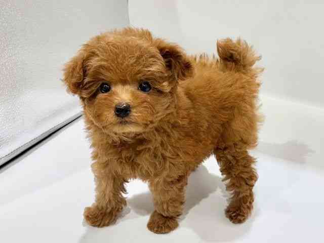 大阪府のトイプードル(トイ) (ひごペットフレンドリーイオンタウン豊中庄内店/2025年9月29日生まれ/女の子/レッド)の子犬の2枚目の画像