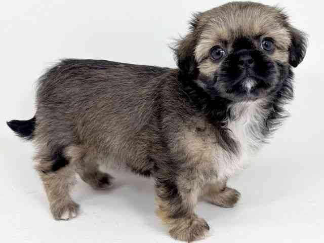 京都府のチワズー/チワシーズ(チワワ×シーズー) (ひごペットフレンドリーイズミヤショッピングセンター八幡店/2025年9月29日生まれ/女の子/ゴールド)の子犬の2枚目の画像