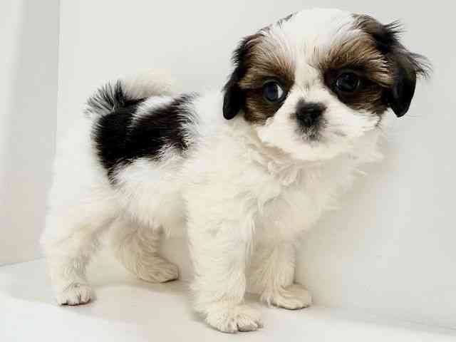 奈良県のチワズー/チワシーズ(チワワ×シーズー) (ひごペットフレンドリーイオンモール橿原ウエスト・ビレッジ店/2025年9月29日生まれ/女の子/ゴールドホワイト)の子犬の2枚目の画像