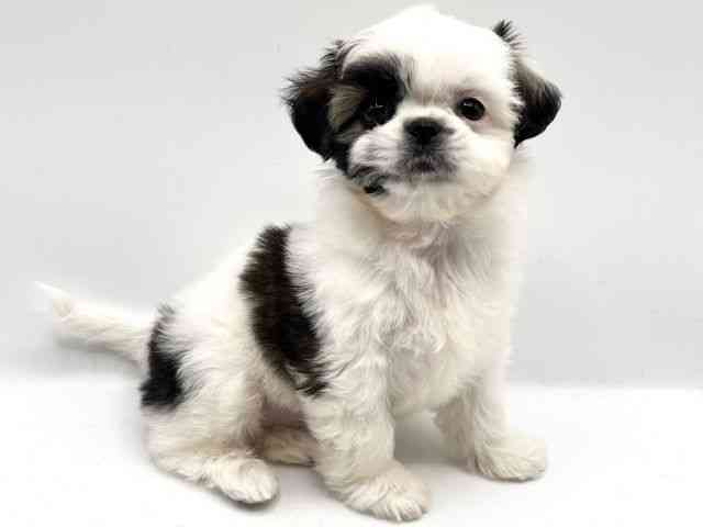 京都府のチワズー/チワシーズ(チワワ×シーズー) (ひごペットフレンドリーイオンモール高の原店/2025年9月29日生まれ/女の子/ゴールドホワイト)の子犬の2枚目の画像