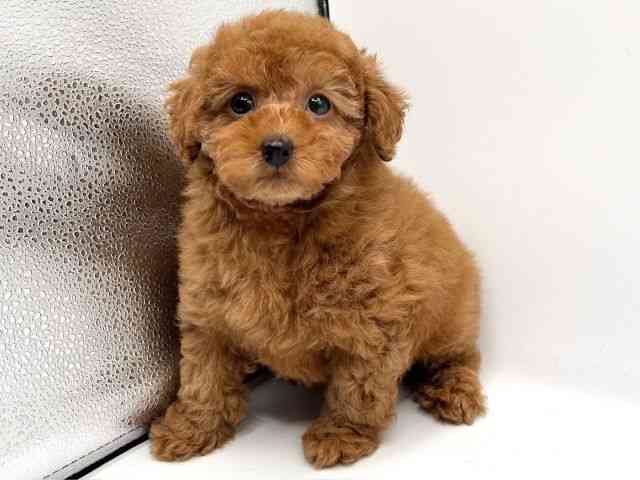 京都府のトイプードル(トイ) (ひごペットフレンドリーイオンモール高の原店/2025年9月28日生まれ/女の子/レッド)の子犬の2枚目の画像