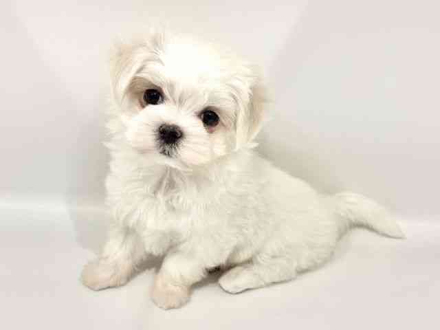 大阪府のマルチーズ (ひごペットフレンドリーイオンタウン豊中庄内店/2025年9月29日生まれ/女の子/ホワイト)の子犬の2枚目の画像