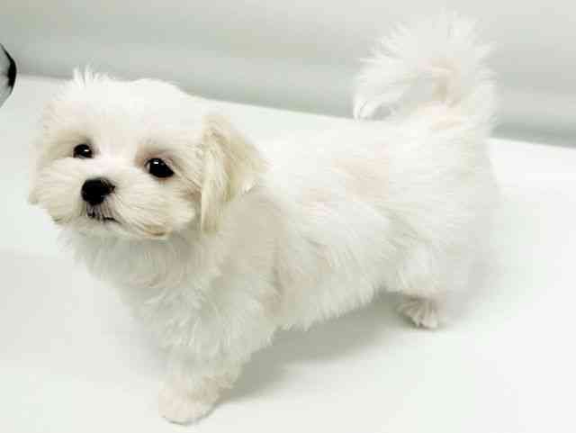 大阪府のマルチーズ (ひごペットフレンドリーイオンタウン豊中庄内店/2025年9月29日生まれ/女の子/ホワイト)の子犬の2枚目の画像