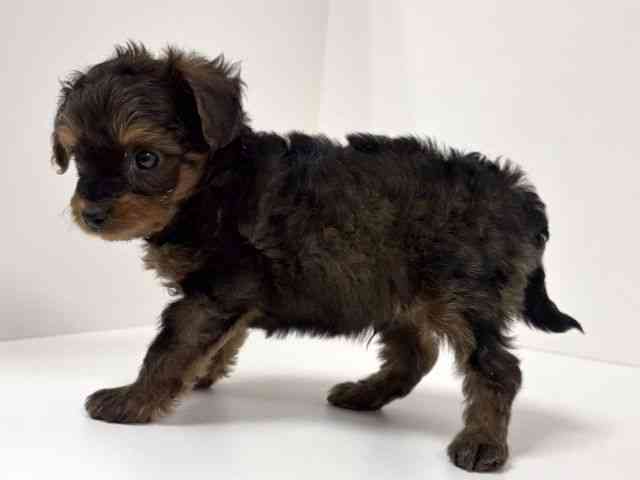 愛知県のポメキー(ポメラニアン×ヨークシャーテリア) (ひごペットフレンドリーイトーヨーカドー知多店/2025年9月29日生まれ/男の子/ブリンドル)の子犬の2枚目の画像