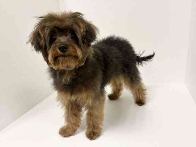 愛知県のポメキー(ポメラニアン×ヨークシャーテリア) (ひごペットフレンドリーイトーヨーカドー知多店/2025年9月29日生まれ/男の子/ブリンドル)の子犬の2枚目の画像