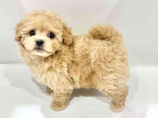 大阪府のハーフ犬・ミックス犬 (ひごペットフレンドリーイオンタウン豊中庄内店/2025年9月28日生まれ/男の子/アプリコット)の子犬の2枚目の画像