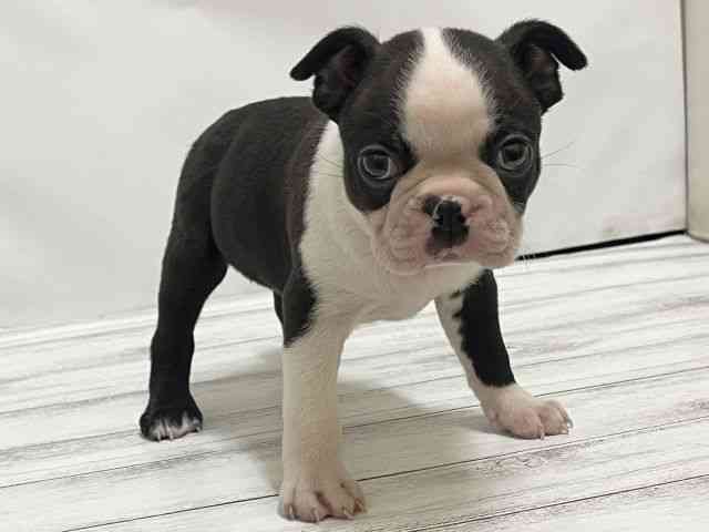 和歌山県のボストンテリア (ひごペットフレンドリーパームシティ和歌山店/2025年9月28日生まれ/男の子/ボストンカラー)の子犬の2枚目の画像