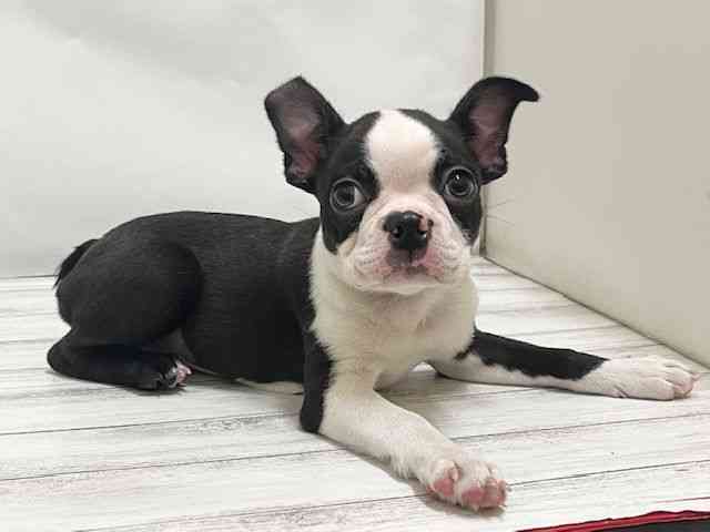 和歌山県のボストンテリア (ひごペットフレンドリーパームシティ和歌山店/2025年9月28日生まれ/男の子/ボストンカラー)の子犬の2枚目の画像