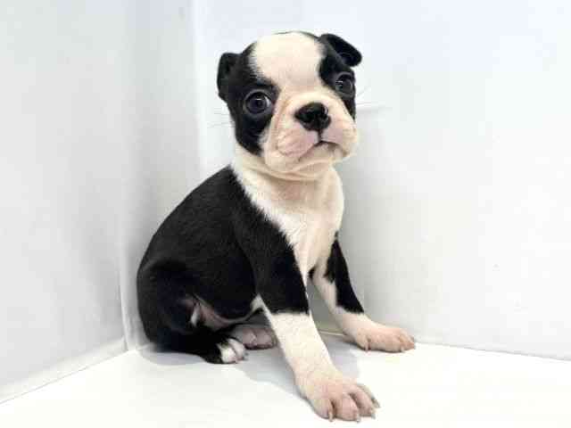 大阪府のボストンテリア (ひごペットフレンドリーセブンパーク天美店/2025年9月28日生まれ/女の子/ボストンカラー)の子犬の2枚目の画像