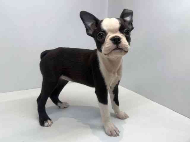 大阪府のボストンテリア (ひごペットフレンドリーセブンパーク天美店/2025年9月28日生まれ/女の子/ボストンカラー)の子犬の2枚目の画像