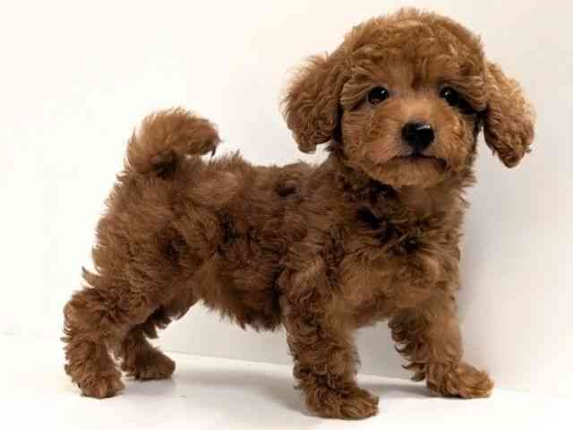 福岡県のトイプードル(トイ) (ひごペットフレンドリーリバーウォーク北九州店/2025年9月26日生まれ/女の子/レッド)の子犬の2枚目の画像