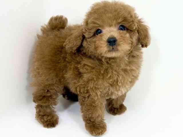 京都府のトイプードル(トイ) (ひごペットフレンドリーイズミヤショッピングセンター八幡店/2025年9月28日生まれ/男の子/レッド)の子犬の2枚目の画像