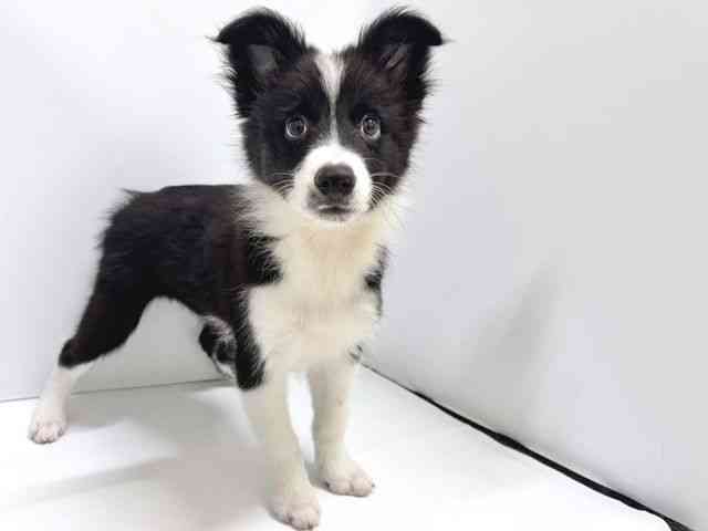 奈良県のボーダーコリー (ひごペットフレンドリー奈良パワーシティ店/2025年8月3日生まれ/男の子/ブラックホワイト)の子犬の2枚目の画像