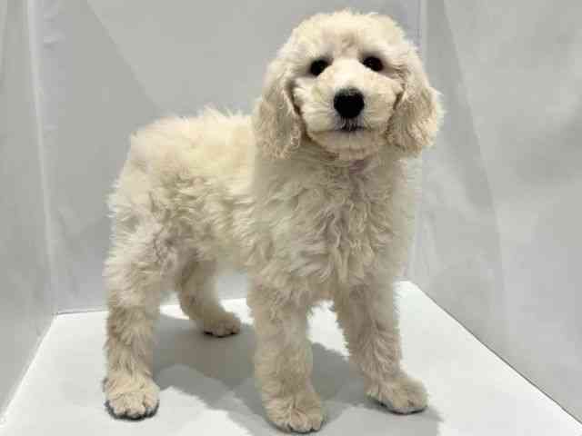 大阪府のスタンダードプードル (ひごペットフレンドリーセブンパーク天美店/2025年9月23日生まれ/女の子/クリーム)の子犬の2枚目の画像