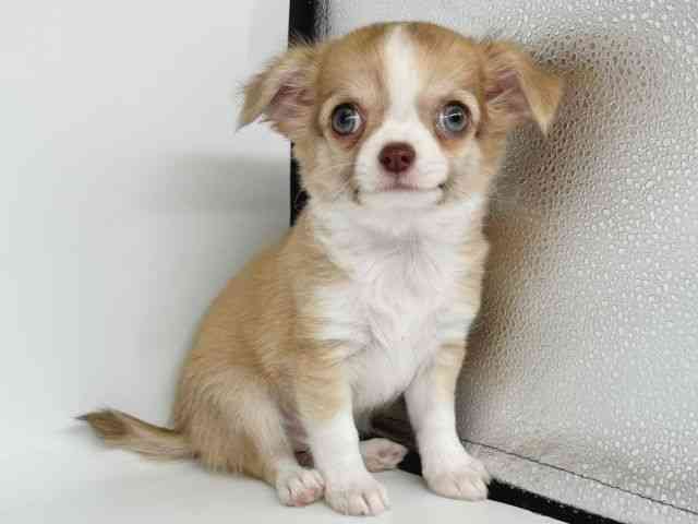 大阪府のチワワ(ロング) (ひごペットフレンドリー瓜破店/2025年9月30日生まれ/女の子/チョコレートフォーンホワイト)の子犬の2枚目の画像