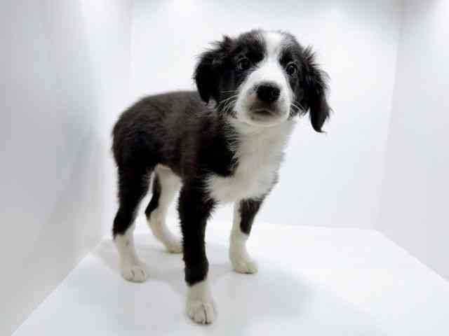 香川県のボーダーコリー (ひごペットフレンドリーゆめタウン高松店/2025年9月30日生まれ/女の子/ブラックホワイト)の子犬の2枚目の画像