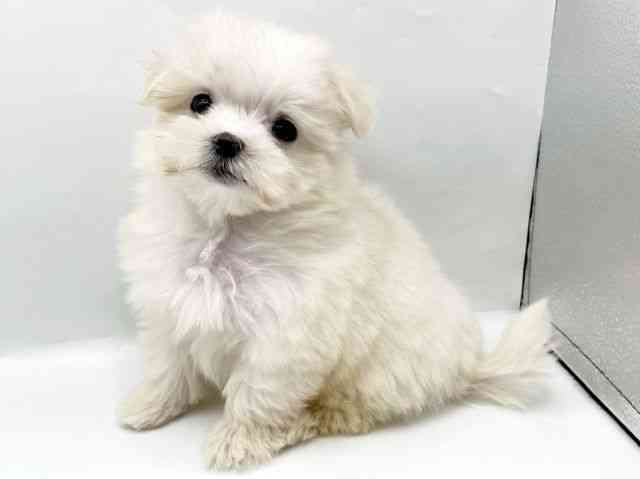奈良県のマルチーズ (ひごペットフレンドリートナリエ大和高田店/2025年9月16日生まれ/女の子/ホワイト)の子犬の2枚目の画像