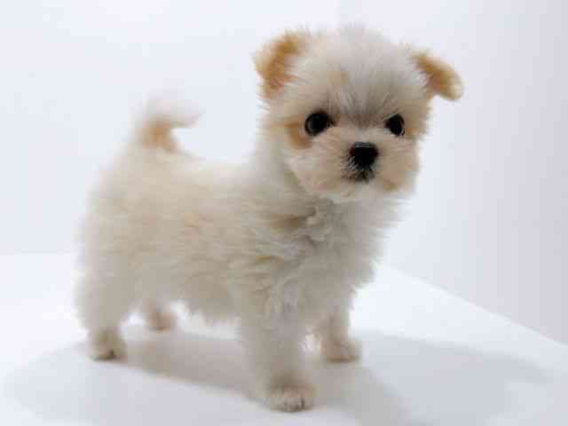 広島県のチワマル/マルチワ(チワワ×マルチーズ) (ひごペットフレンドリーフジグラン神辺店/2025年9月22日生まれ/女の子/ホワイトクリーム)の子犬の2枚目の画像